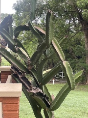 Acanthocereus tetragonus