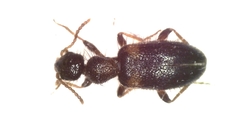 Hirticomus hispidus