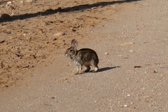 Sylvilagus brasiliensis