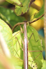 Tenodera australasiae