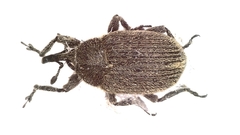 Rhinusa eversmanni