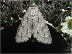 Acronicta gigasa