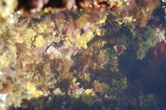 Mesophyllum lichenoides