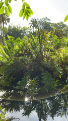 Acrostichum danaeifolium