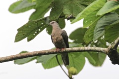 Patagioenas caribaea