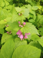 Lamium maculatum