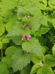 Lamium maculatum