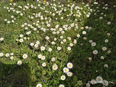 Bellis perennis