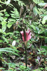 Amorphophallus konjac