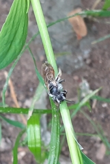 Andrena ventralis