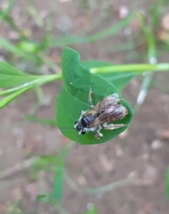 Andrena ventralis