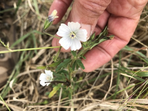 Monsonia glauca