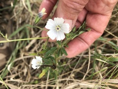Monsonia glauca