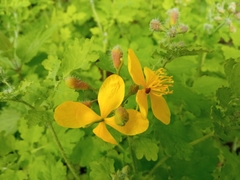 Chelidonium majus