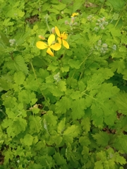 Chelidonium majus