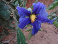Solanum lycocarpum