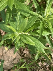 Lithospermum latifolium