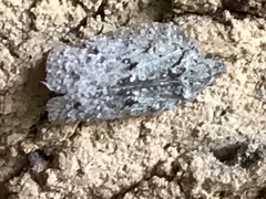 Flatoidinus punctatus