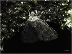 Acronicta gigasa