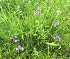 Iris versicolor