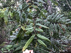 Cupaniopsis newmanii