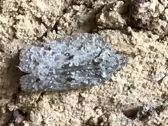 Flatoidinus punctatus