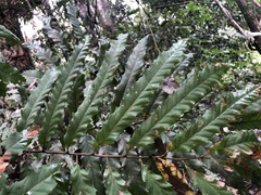 Cupaniopsis newmanii