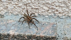 Arctosa personata