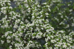 Pyracantha fortuneana