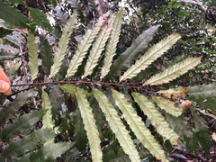 Cupaniopsis newmanii