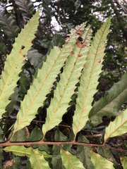 Cupaniopsis newmanii