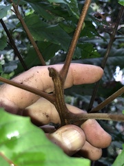 Cupaniopsis newmanii