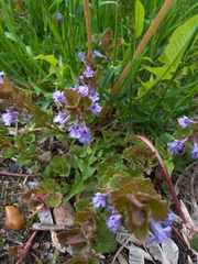 Glechoma hederacea