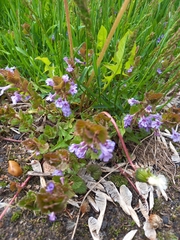 Glechoma hederacea