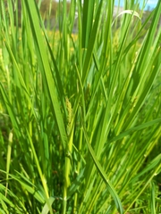 Dactylis glomerata