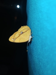 Nica flavilla