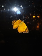 Nica flavilla