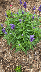 Salvia farinacea