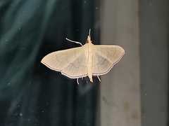 Poliobotys ablactalis