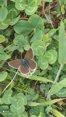 Cyaniris semiargus