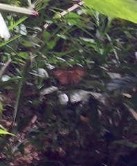 Faunis canens arcesilas