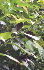 Faunis canens arcesilas