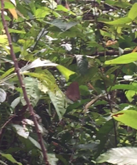 Faunis canens arcesilas