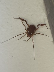 Erginulus roeweri