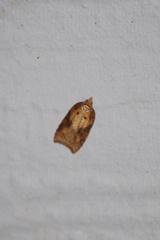 Acleris maccana