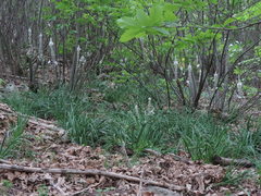 Asphodelus macrocarpus macrocarpus