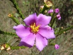 Marcetieae