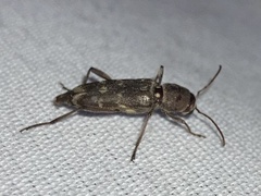 Xylotrechus stebbingi