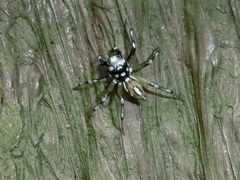 Phintella bifurcilinea