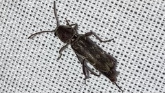 Xylotrechus stebbingi